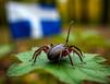 Клещи начала нападать на жителей Мурманской области уже и в Финляндии 