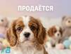 Мошенники начали использовать любовь к животным для кражи денег