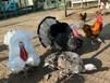 Северянам раскрывают секреты подготовки курятника к зиме