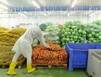 Российские производители начнут облучать продукты электронами