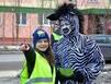 В Мурманской области Зебра вышла на «Вежливую дорогу»