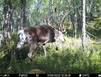 Фотоловушки «Пасвика» фиксируют жизнь рогатых нарушителей госграницы