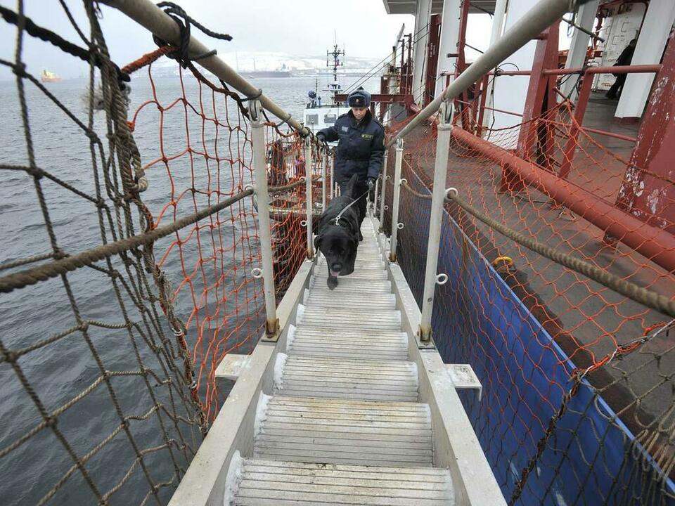 Кинолог Наталья и Найт поднимаются на борт греческого балкера. Кинолог Наталья и Найт поднимаются на борт греческого балкера.