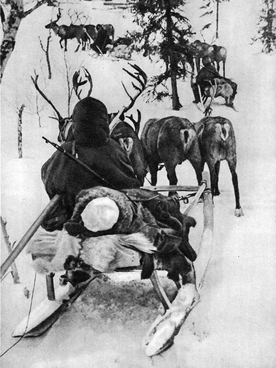 Эвакуация раненых.Карельский фронт, 1942 год.