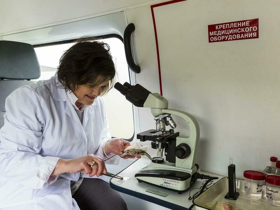 Исследование мальков форели проводит начальник отдела Мурманской облстанции по борьбе с болезнями животных Наталья Калинина.
