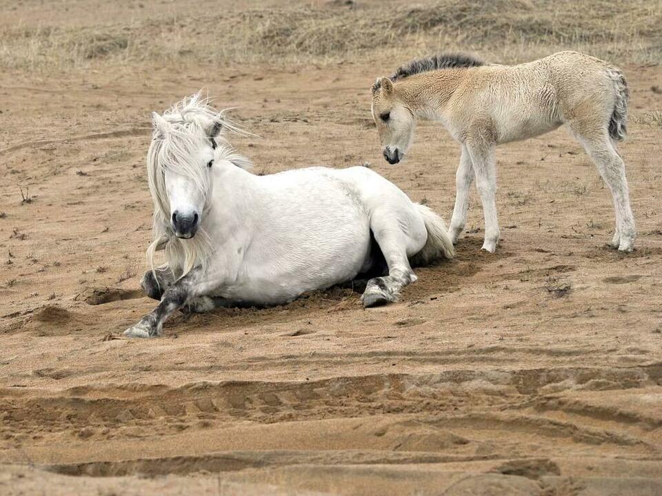Легендарные кузоменские лошадки, еще одна достопримечательность поморского села. Легендарные кузоменские лошадки, еще одна достопримечательность поморского села.