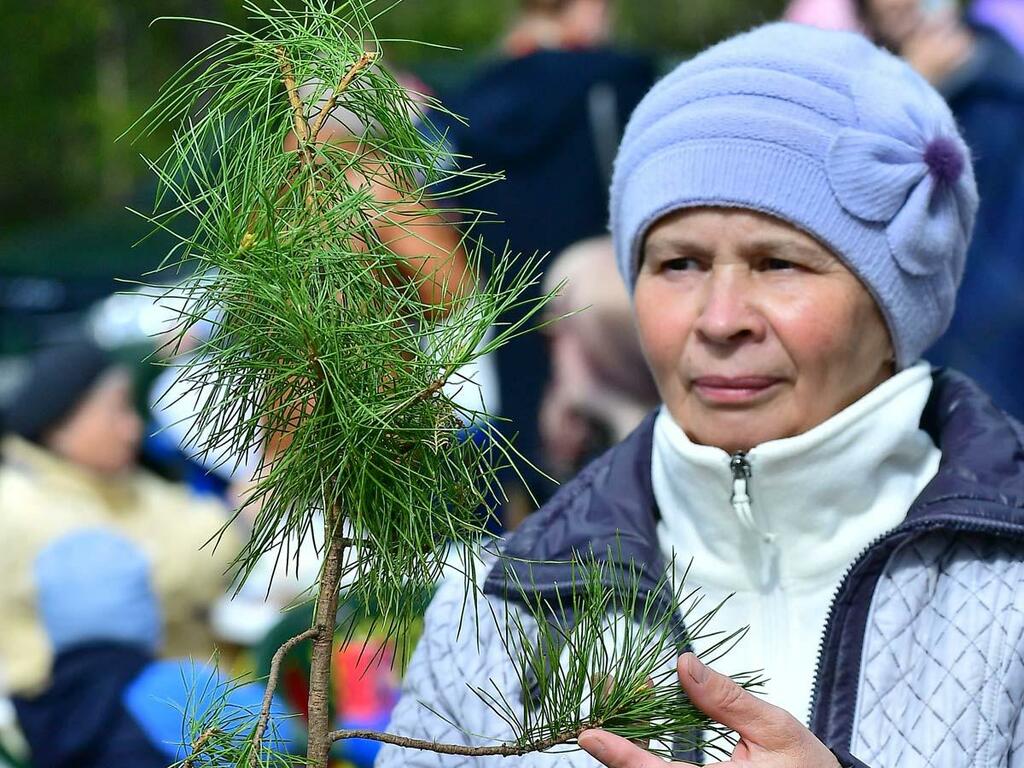 Галина Филиппова посадит этот кедр. Галина Филиппова посадит этот кедр.