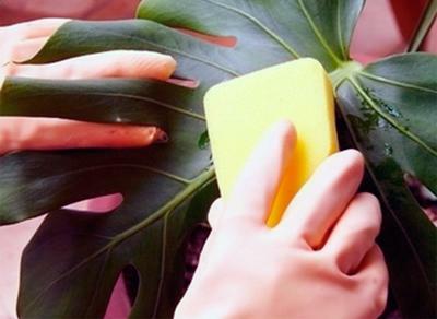 Эффективным методом борьбы с паутинным клещом считается обработка растения спиртом.