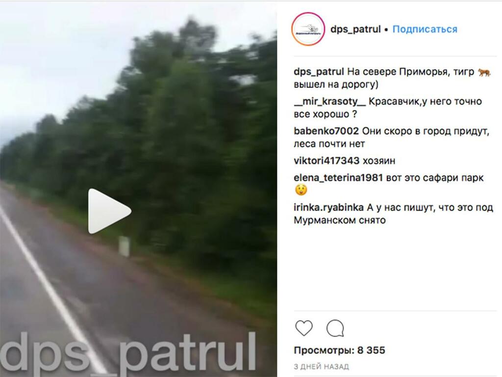 тигр