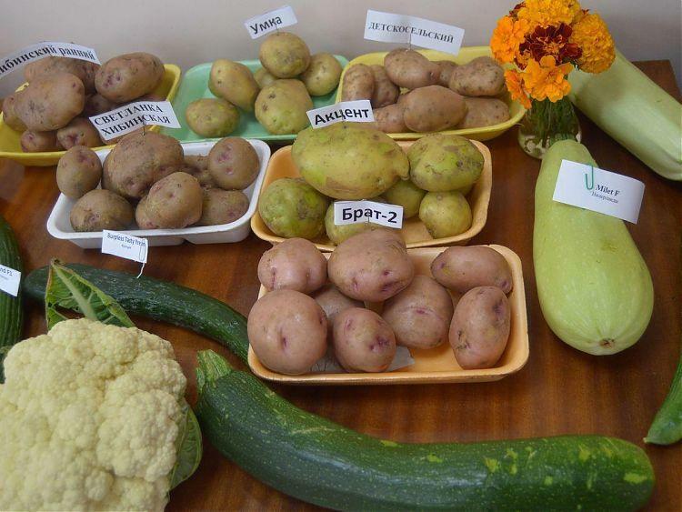 Это лишь небольшая часть богатства сортов различных культур, которые дал нам ПОСВИР.
