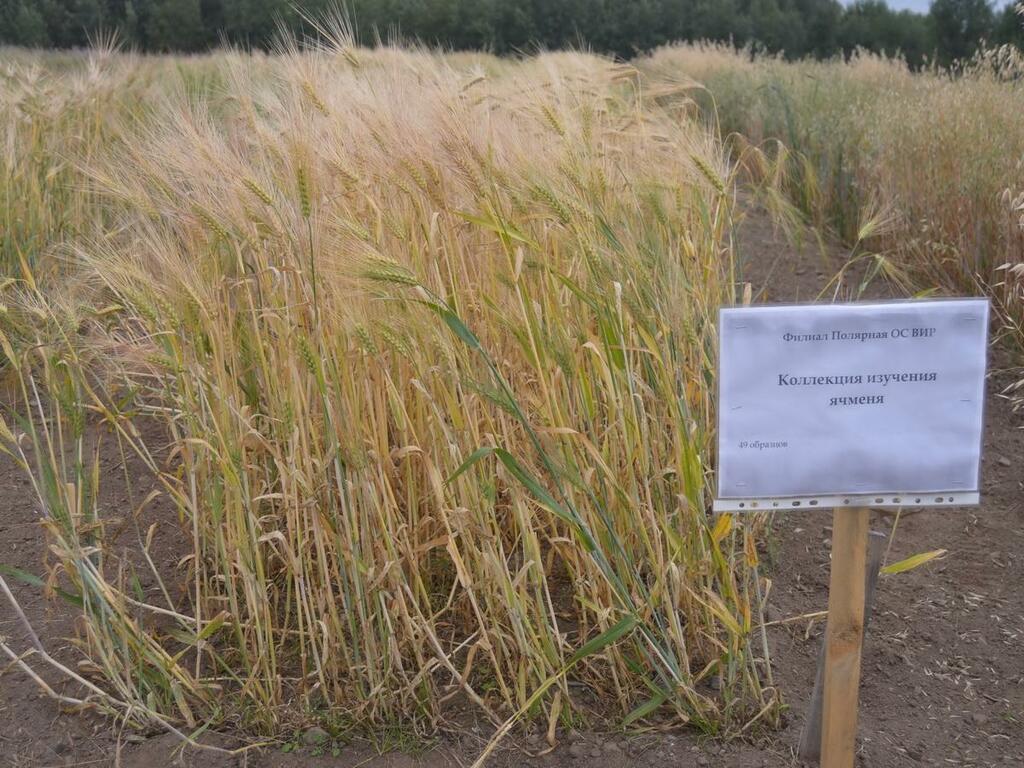 Колосится ячмень. ПОСВИР научился выращивать в суровых условиях Заполярья более сотни сортов разных культур.