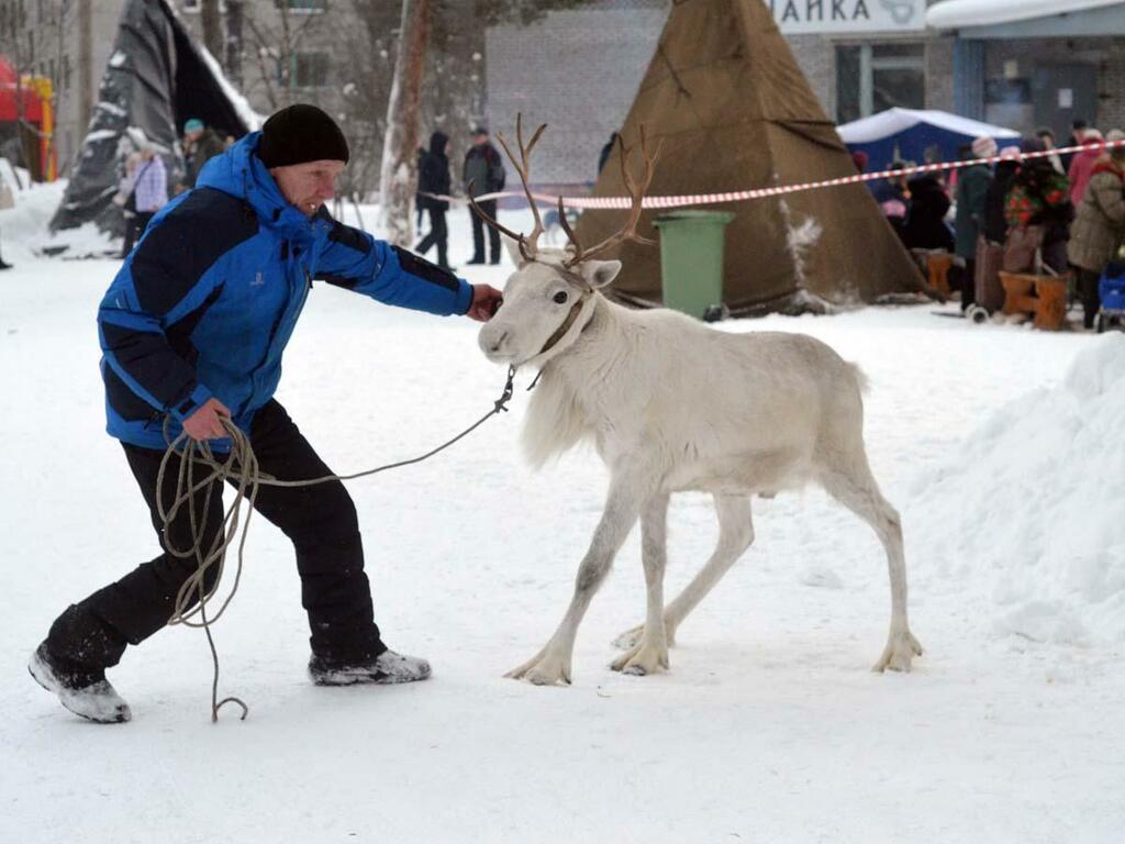 Олени не хотели покидать праздник.