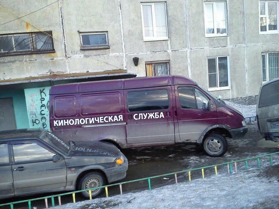 Газель Олексюка