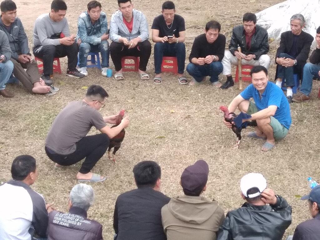 Петухи готовятся к бою. Хайфон.