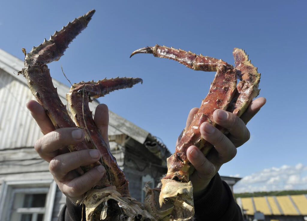 Камчатский пришелец добрался до Беломорья.