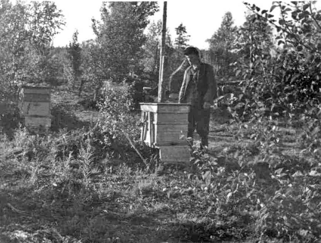 Ульи с пчелами. 1946-1947 гг. Ульи с пчелами. 1946-1947 гг.
