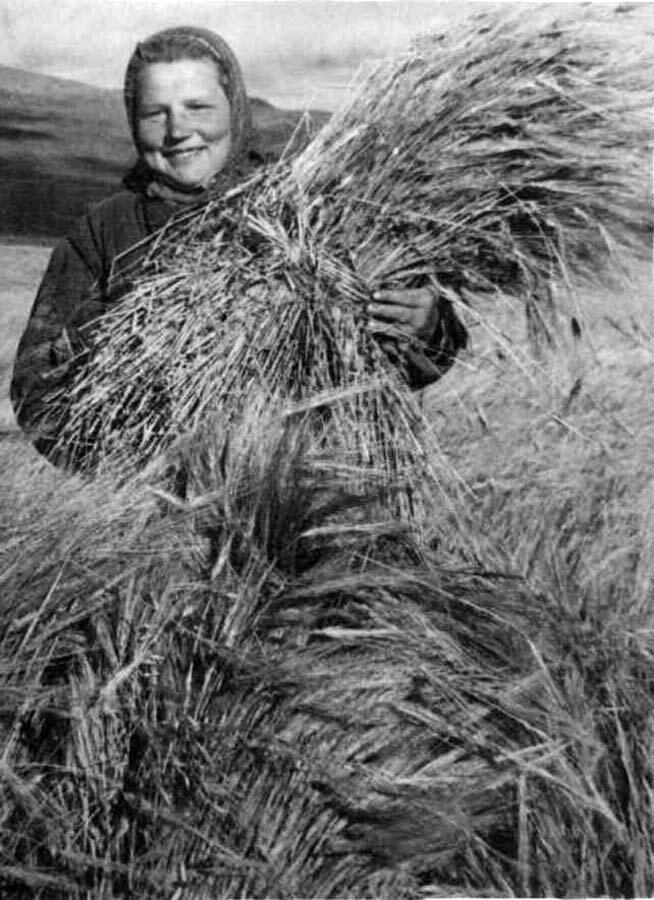 Уборка ячменя. Сентябрь 1949 г. Уборка ячменя. Сентябрь 1949 г.