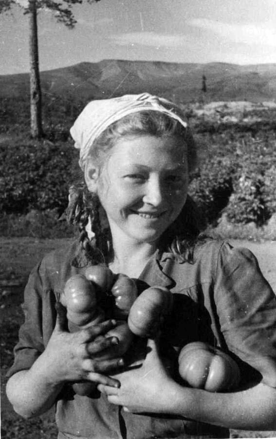 Работница совхоза Н. Гаврилова с выращенными в парниках помидорами. 1946 г. Работница совхоза Н. Гаврилова с выращенными в парниках помидорами. 1946 г.