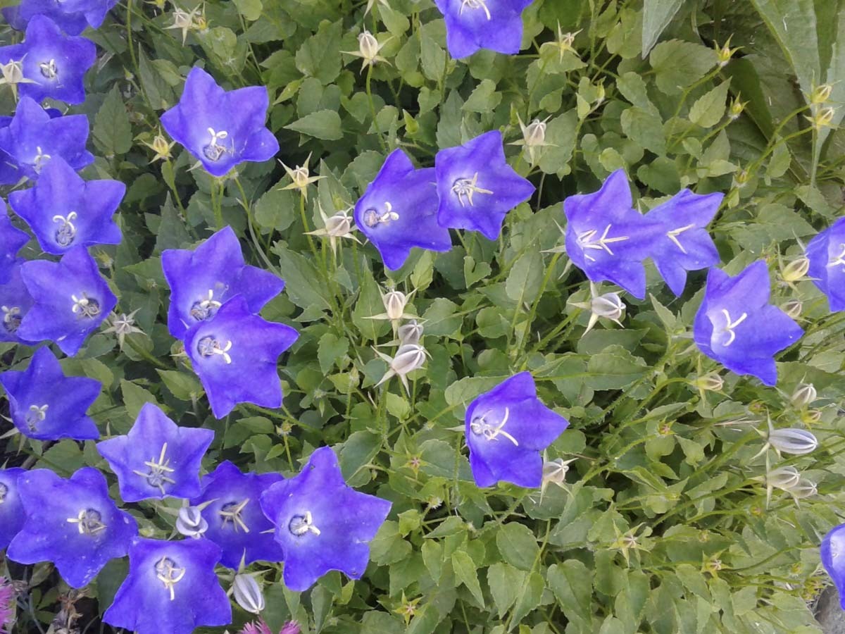 Колокольчик трехзубчатый. Фото с сайта forum.bestflowers.ru Колокольчик трехзубчатый. Фото с сайта forum.bestflowers.ru