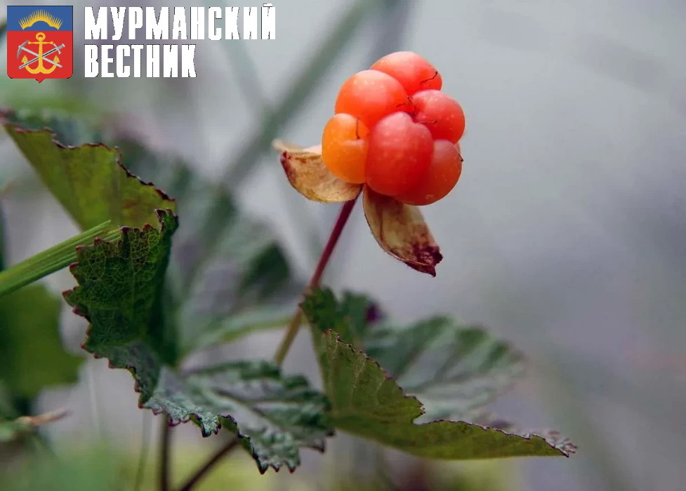Фото Льва Федосеева.