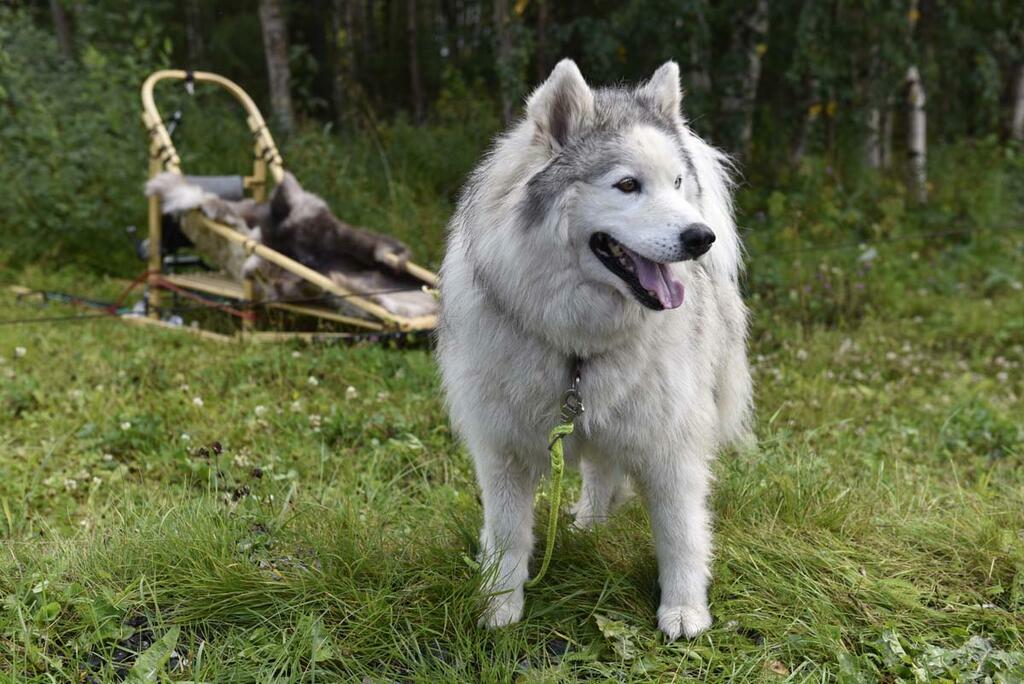 Сергей Ещенко.
