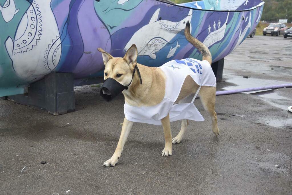 Сергея Ещенко.