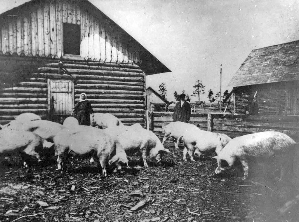 Свинарник на центральной ферме, 1938 г. Фото из фондов Государственного архива Мурманской области. Свинарник на центральной ферме, 1938 г. Фото из фондов Государственного архива Мурманской области.