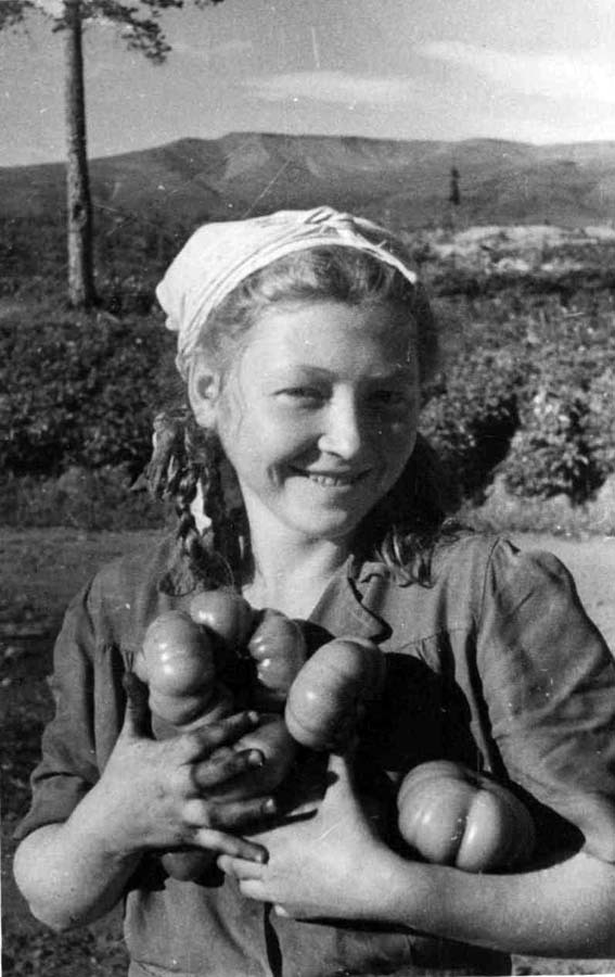 Работница совхоза Н. Гаврилова с урожаем помидоров, 1946 г. Фото из фондов Государственного архива Мурманской области. Работница совхоза Н. Гаврилова с урожаем помидоров, 1946 г. Фото из фондов Государственного архива Мурманской области.