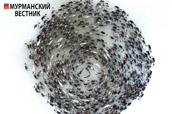 Лев Федосеев