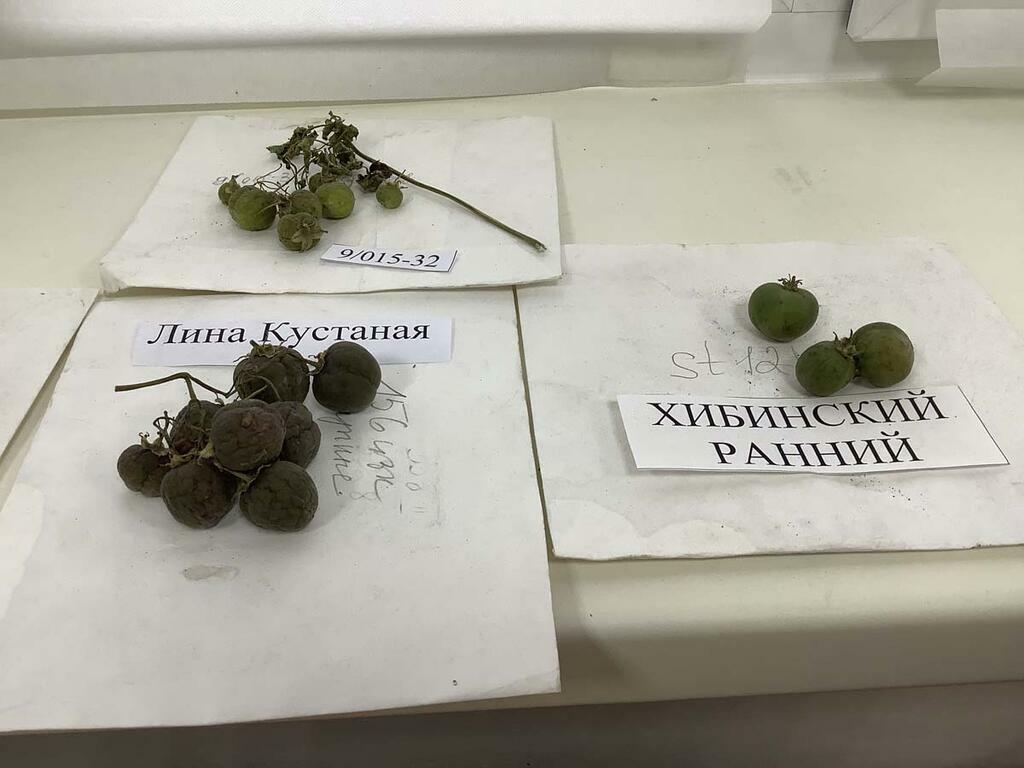 Плоды картофеля. Плоды картофеля.