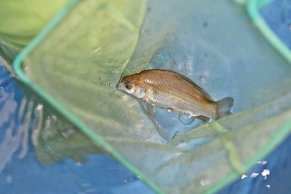 Сергея Ещенко.