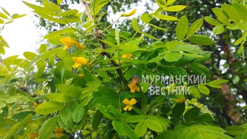 Ольга Алексеенко
