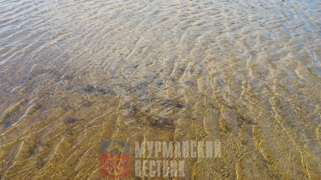 Мальки плавают около берега