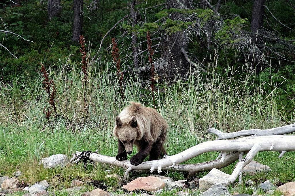 Фото: ФГБУ Кандалакшский природный заповедник / Василий Вощиков