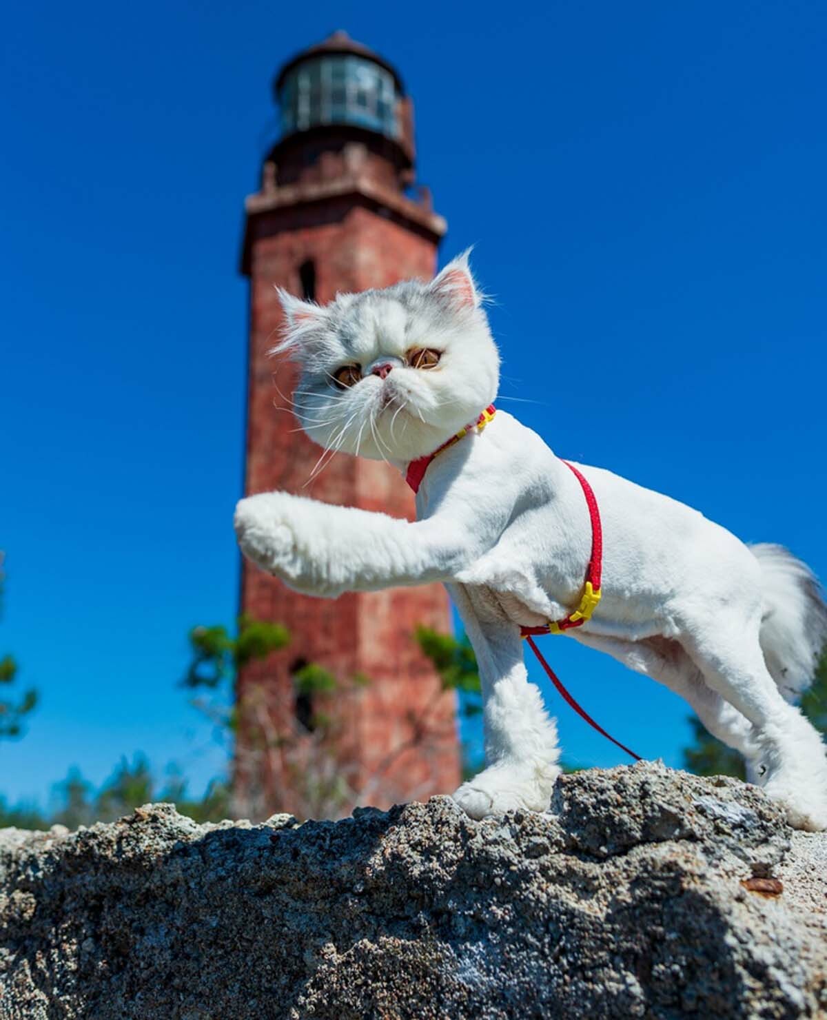Фото из архива Мики Петрова.