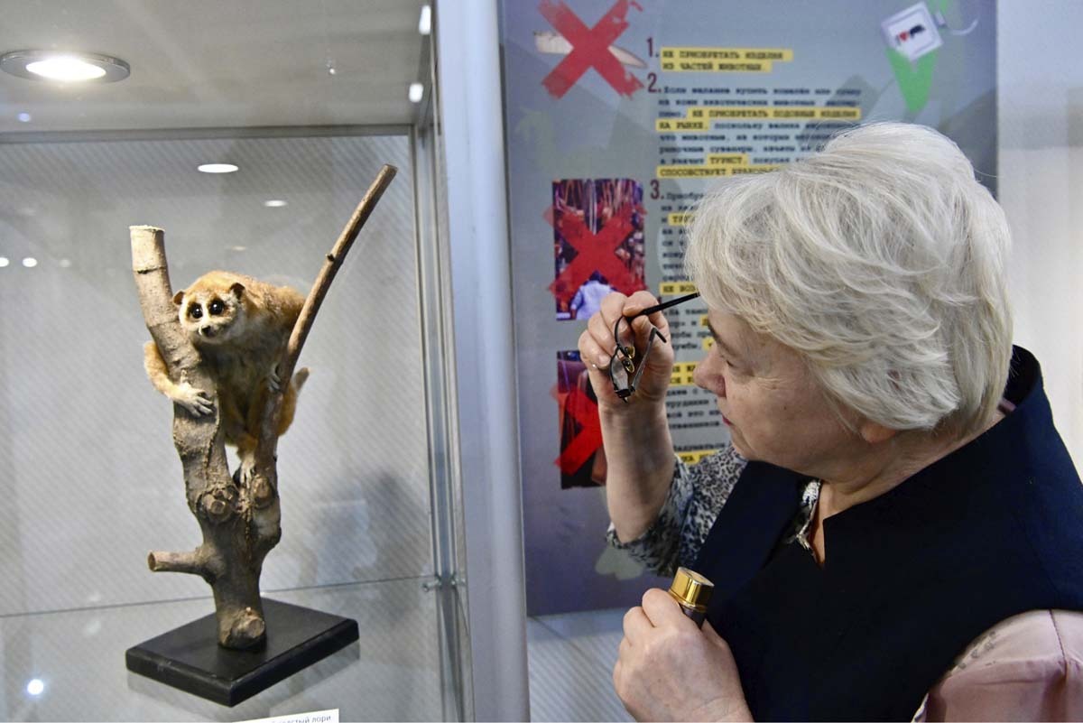Посетителей привлек большой толстый лори. Фото Льва Федосеева. Посетителей привлек большой толстый лори. Фото Льва Федосеева.