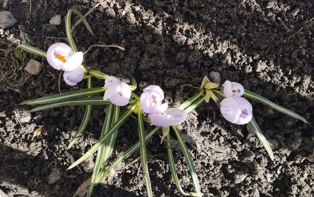 Крокус.