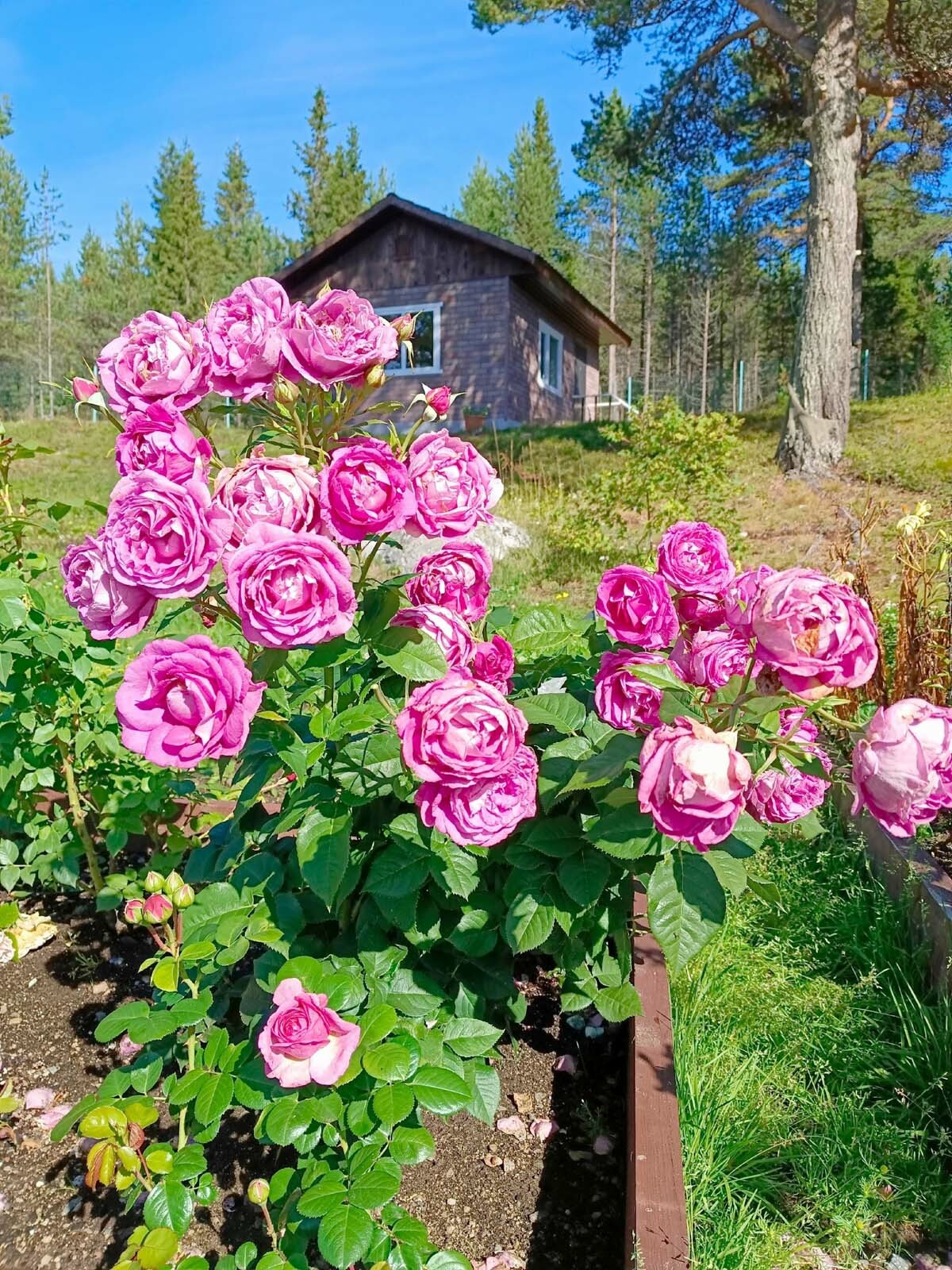 Флорибунда Кармен Вюрт.
