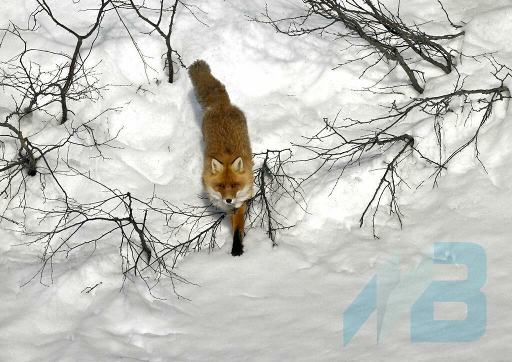 Фото Льва Федосеева. Фото Льва Федосеева.