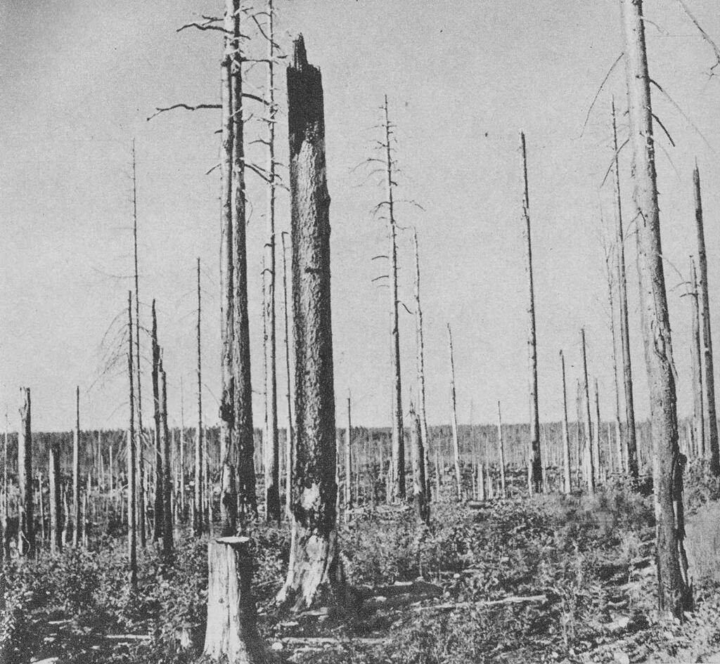 из коллекции Евгения Мироничева. Район боев Куолаярви. Оригинальная немецкая подпись: «Когда-то здесь был лес... После пожаров, которые в ходе боевых действий превратили местность слева и справа от дороги на Кандалакшу в настоящий ад, от него остались лишь неподвижные остовы мертвых и расколотых деревьев».