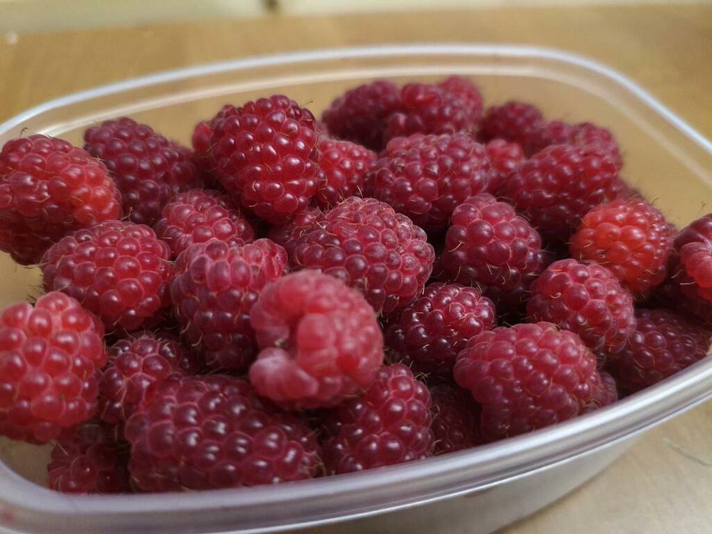 Анны Шмидт.