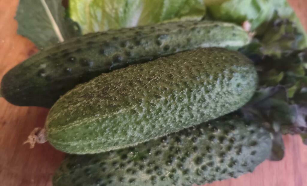 Анны Шмидт.