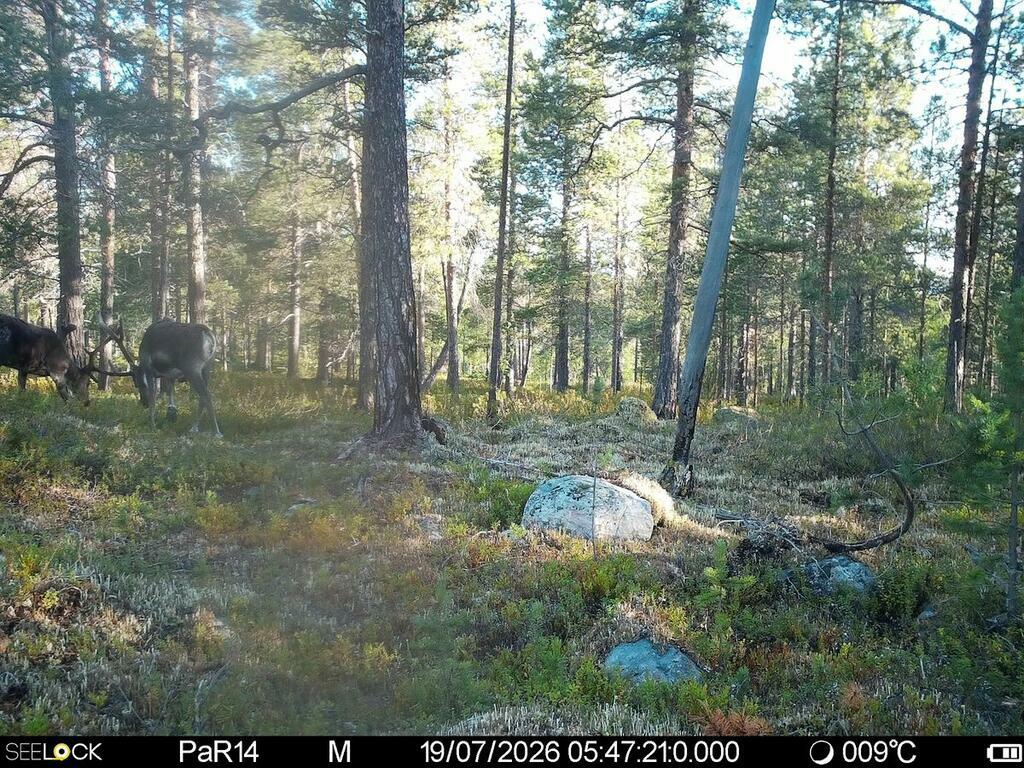 Фото: Заповедник «Пасвик».